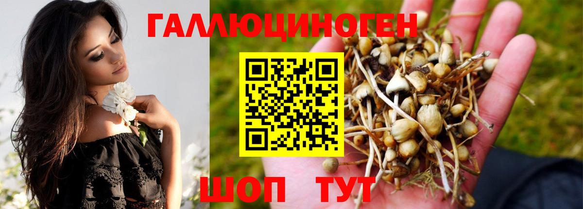 Псилоцибиновые грибы Psilocybine cubensis Стрежевой